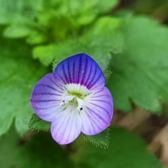 Veronica persica at Goobarragandra, NSW - 23 Jul 2022