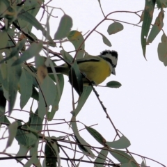 Falcunculus frontatus (Eastern Shrike-tit) at Splitters Creek, NSW - 23 Jul 2022 by KylieWaldon