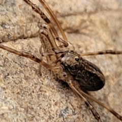 Opiliones (order) (Unidentified harvestman) at Goobarragandra, NSW - 23 Jul 2022 by trevorpreston