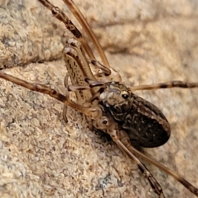 Opiliones (order) (Unidentified harvestman) at Goobarragandra, NSW - 23 Jul 2022 by trevorpreston