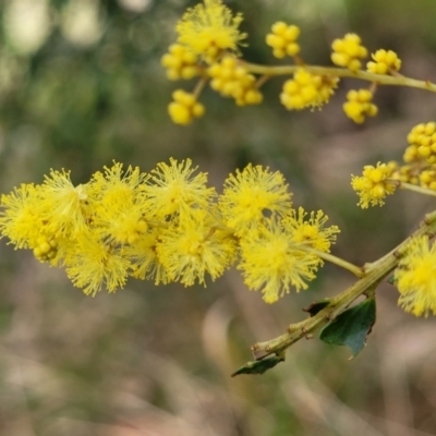 Acacia pravissima (Wedge-leaved Wattle, Ovens Wattle) at Kosciuszko National Park - 23 Jul 2022 by trevorpreston