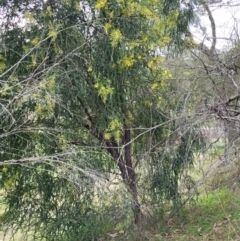 Acacia pravissima at Goobarragandra, NSW - 23 Jul 2022 02:37 PM