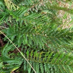 Polystichum proliferum (Mother Shield Fern) at Goobarragandra, NSW - 23 Jul 2022 by trevorpreston