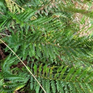 Polystichum proliferum at Goobarragandra, NSW - 23 Jul 2022 02:35 PM