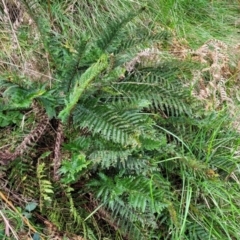 Polystichum proliferum at Goobarragandra, NSW - 23 Jul 2022 02:35 PM