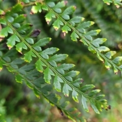 Polystichum proliferum at Goobarragandra, NSW - 23 Jul 2022 02:35 PM