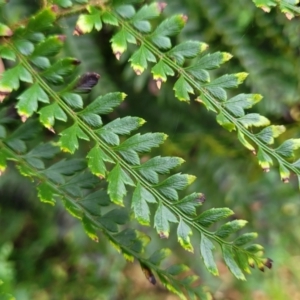 Polystichum proliferum at Goobarragandra, NSW - 23 Jul 2022 02:35 PM