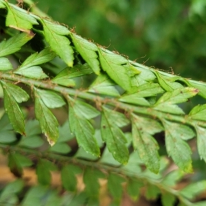 Polystichum proliferum at Goobarragandra, NSW - 23 Jul 2022 02:35 PM