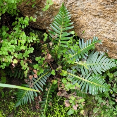 Blechnum nudum (Fishbone Water Fern) at Goobarragandra, NSW - 23 Jul 2022 by trevorpreston