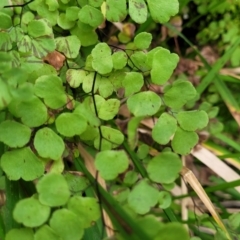 Adiantum aethiopicum (Common Maidenhair Fern) at Goobarragandra, NSW - 23 Jul 2022 by trevorpreston