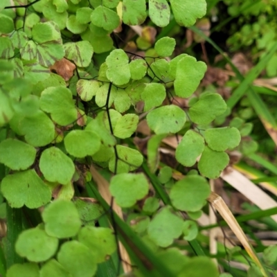 Adiantum aethiopicum (Common Maidenhair Fern) at Goobarragandra, NSW - 23 Jul 2022 by trevorpreston