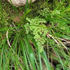 Adiantum aethiopicum at Goobarragandra, NSW - 23 Jul 2022