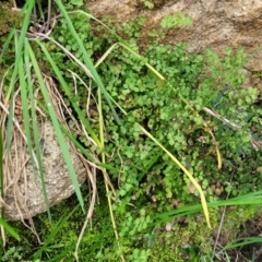 Adiantum aethiopicum at Goobarragandra, NSW - 23 Jul 2022