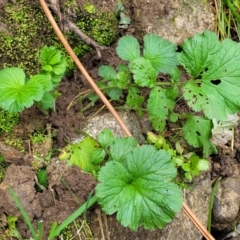 Pelargonium australe (Austral Stork's-bill) at Goobarragandra, NSW - 23 Jul 2022 by trevorpreston