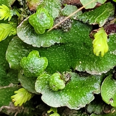 Asterella drummondii (A thallose liverwort) at Goobarragandra, NSW - 23 Jul 2022 by trevorpreston