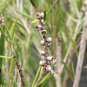 Callistemon sieberi at Goobarragandra, NSW - 23 Jul 2022 02:27 PM