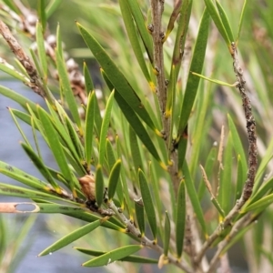 Callistemon sieberi at Goobarragandra, NSW - 23 Jul 2022 02:27 PM