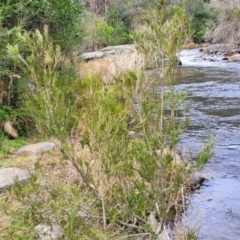 Callistemon sieberi at Goobarragandra, NSW - 23 Jul 2022 02:27 PM