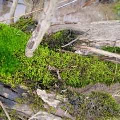 Unidentified Moss, Liverwort or Hornwort at Goobarragandra, NSW - 23 Jul 2022 by trevorpreston