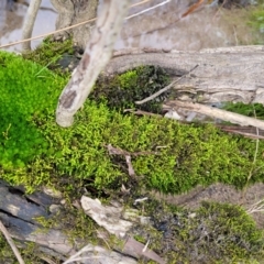Unverified Moss, Liverwort or Hornwort at Goobarragandra, NSW - 23 Jul 2022 by trevorpreston