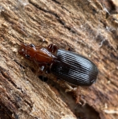 Demetrida sp. (genus) (Bark carab beetle) at Burra, NSW - 23 Jul 2022 by SteveBorkowskis