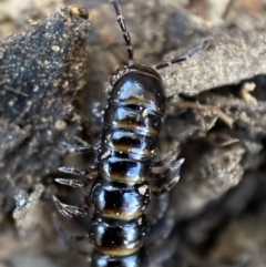 Paradoxosomatidae sp. (family) at Burra, NSW - 23 Jul 2022 11:53 AM