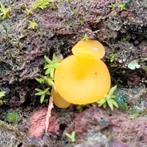 Phaeohelotium (Discinella terrestris aggregate) at Wereboldera State Conservation Area - 23 Jul 2022