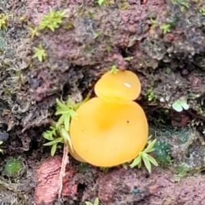 Phaeohelotium (Discinella terrestris aggregate) at Wereboldera State Conservation Area - 23 Jul 2022