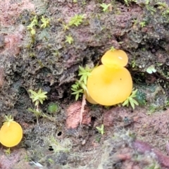 Phaeohelotium (Discinella terrestris aggregate) at Wereboldera State Conservation Area - 23 Jul 2022