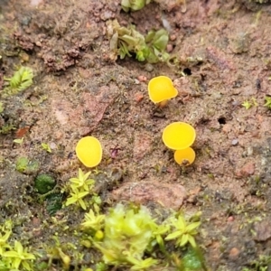 Phaeohelotium (Discinella terrestris aggregate) at Wereboldera State Conservation Area - 23 Jul 2022