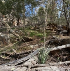 Dianella longifolia (Pale Flax Lily) at Googong Reservoir - 23 Jul 2022 by Steve_Bok