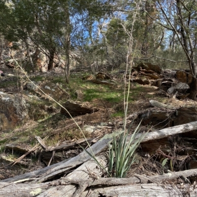 Dianella longifolia (Pale Flax Lily) at Googong Reservoir - 23 Jul 2022 by Steve_Bok