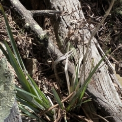 Dianella longifolia at Burra, NSW - 23 Jul 2022