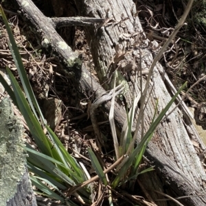 Dianella longifolia at Burra, NSW - 23 Jul 2022 11:31 AM