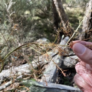 Dianella longifolia at Burra, NSW - 23 Jul 2022