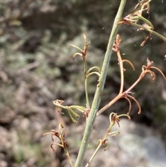 Dianella longifolia at Burra, NSW - 23 Jul 2022