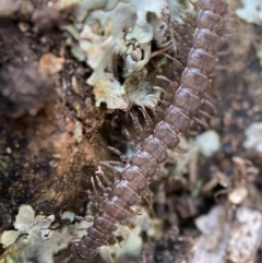 Dalodesmidae (family) (Dalodesmid flat-backed millipede) at Burra, NSW - 23 Jul 2022 by Steve_Bok