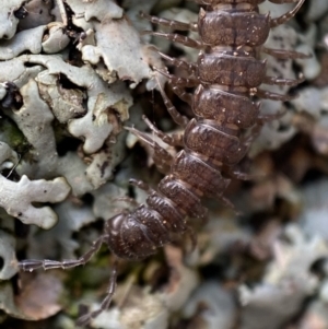 Dalodesmidae (family) at Burra, NSW - 23 Jul 2022