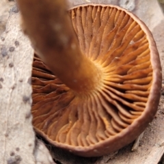 zz agaric (stem; gills not white/cream) at Tumut, NSW - 23 Jul 2022