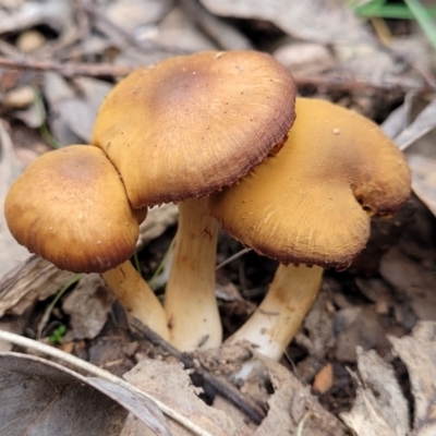 Cortinarius sp. (Cortinarius) at Tumut, NSW - 23 Jul 2022 by trevorpreston