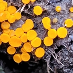 Cheilymenia spp. at Wereboldera State Conservation Area - 23 Jul 2022 by trevorpreston