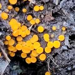 Cheilymenia spp. at Tumut, NSW - 23 Jul 2022