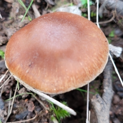 Unidentified Cap on a stem; gills below cap [mushrooms or mushroom-like] at Wereboldera State Conservation Area - 23 Jul 2022 by trevorpreston
