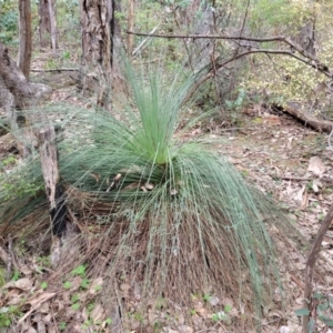 Xanthorrhoea sp. at Tumut, NSW - 23 Jul 2022