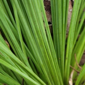 Xanthorrhoea sp. at Tumut, NSW - 23 Jul 2022