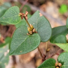 Platylobium montanum subsp. montanum (Mountain Flat Pea) at Wereboldera State Conservation Area - 23 Jul 2022 by trevorpreston