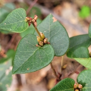 Platylobium montanum subsp. montanum at Tumut, NSW - 23 Jul 2022