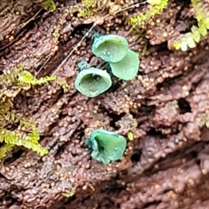 Chlorociboria at Tumut, NSW - 23 Jul 2022