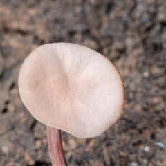 Laccaria sp. (Laccaria) at Tumut, NSW - 23 Jul 2022 by trevorpreston