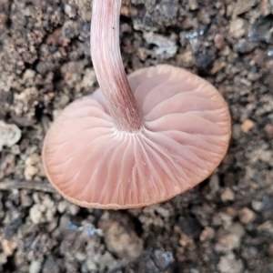 Laccaria sp. at Wereboldera State Conservation Area - 23 Jul 2022